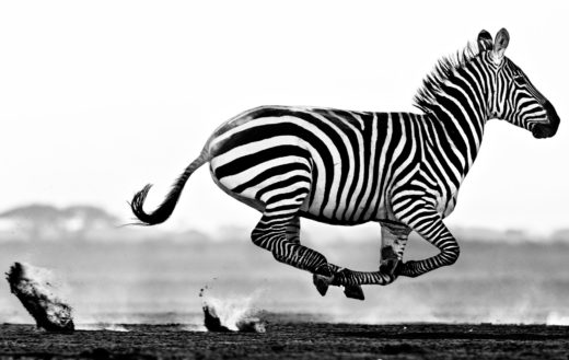 Tusk Grevy S Zebra
