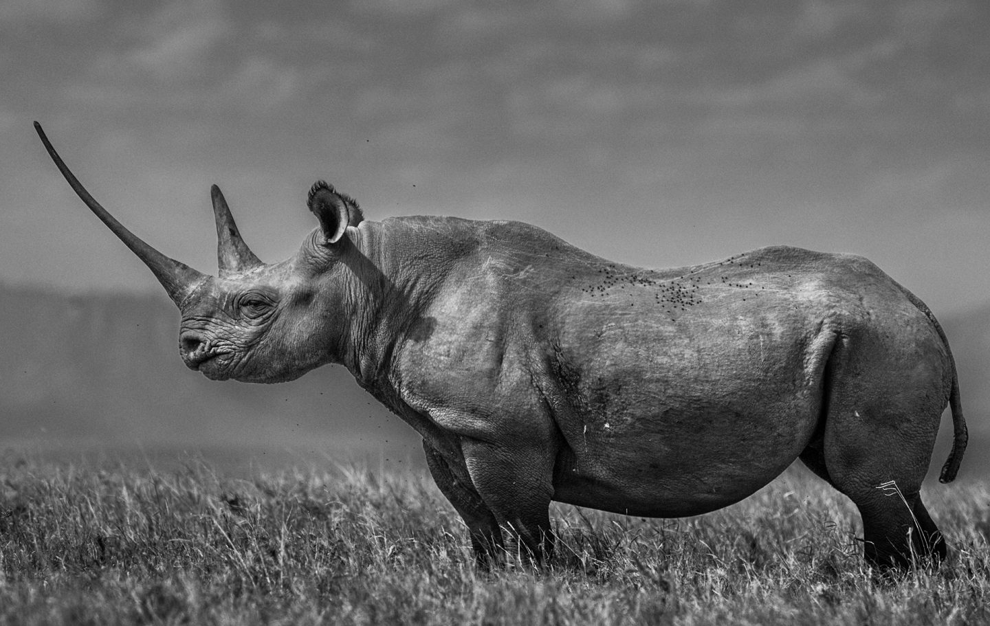 rhinoceros african