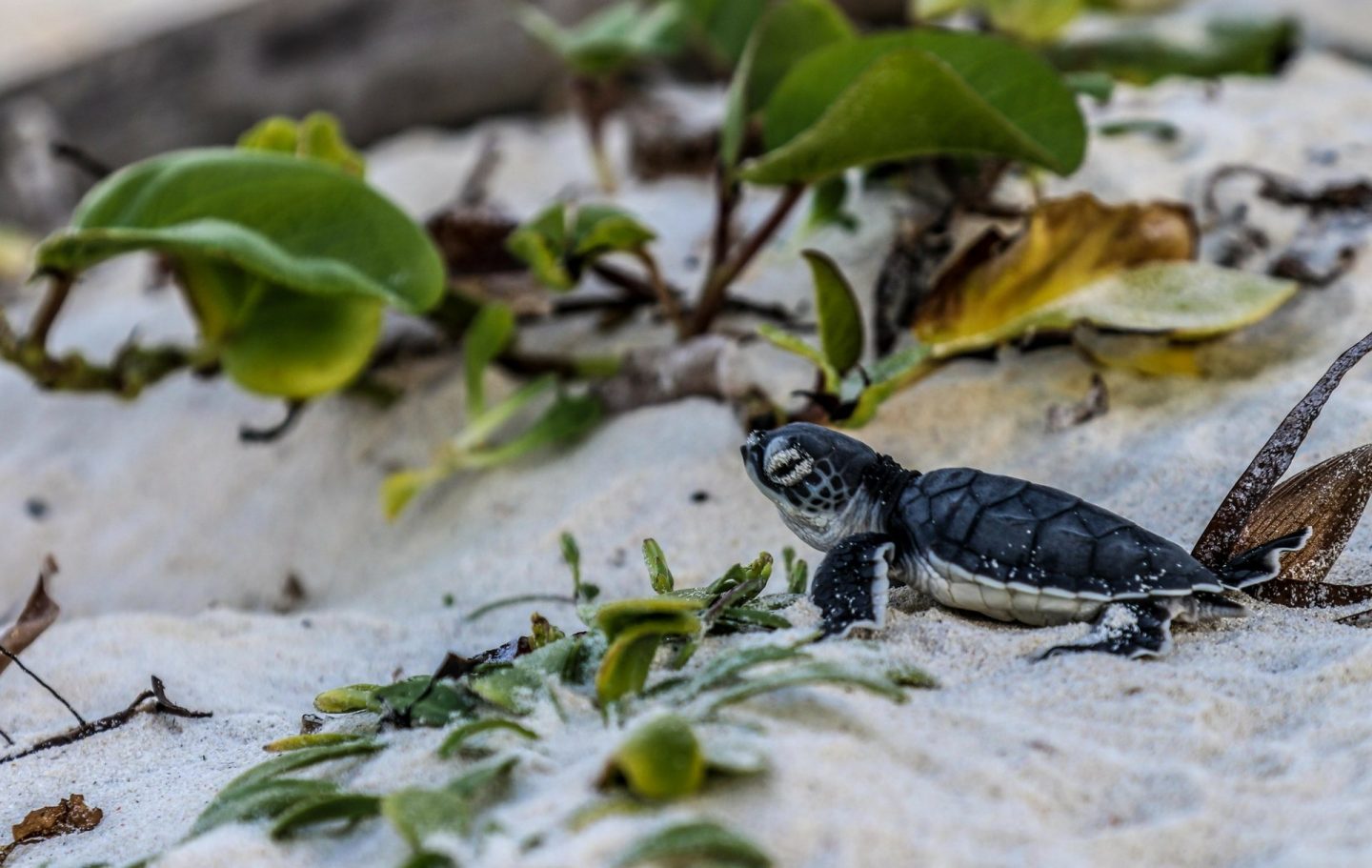 Tusk Trust - Local Ocean Trust_Green Turtle Hatchling_ Watamu Kenya_By Lara Diesbecq