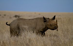 Tusk Trust - Borana Conservancy Jimmy Greenwood 2