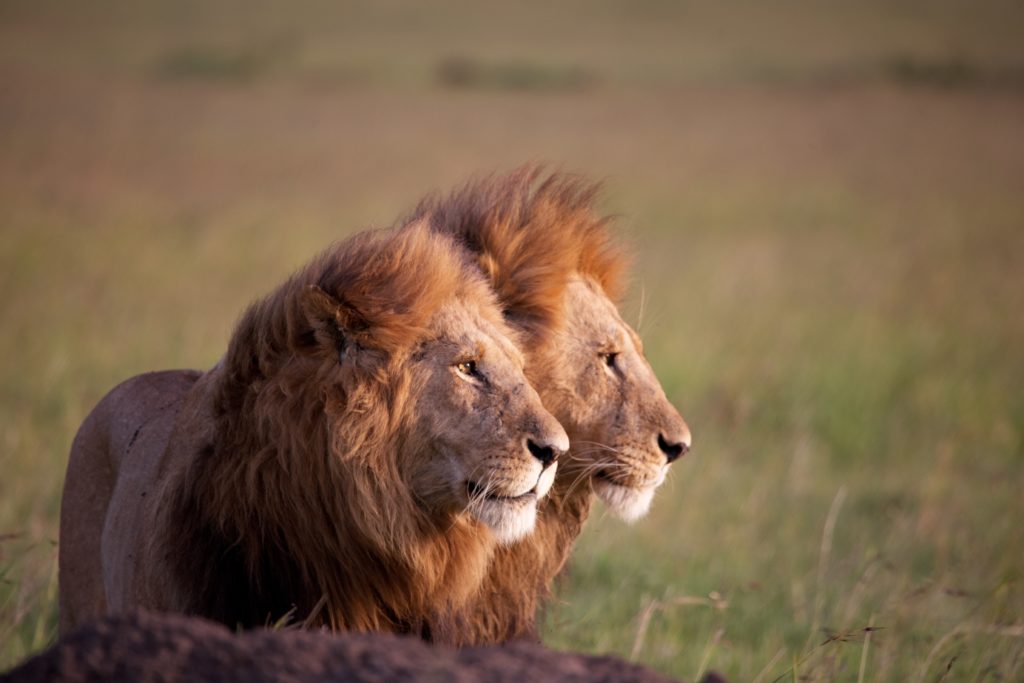 Tusk | Lions take to the streets to mark World Lion Day 2021