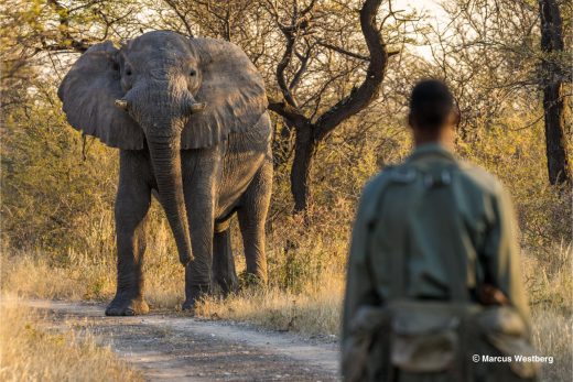 Why Bear Grylls is urging us all to pull together for the sake of wildlife  on World Ranger Day