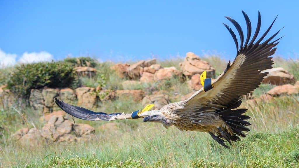 Tagged Vulture, monitored by Vulpro.