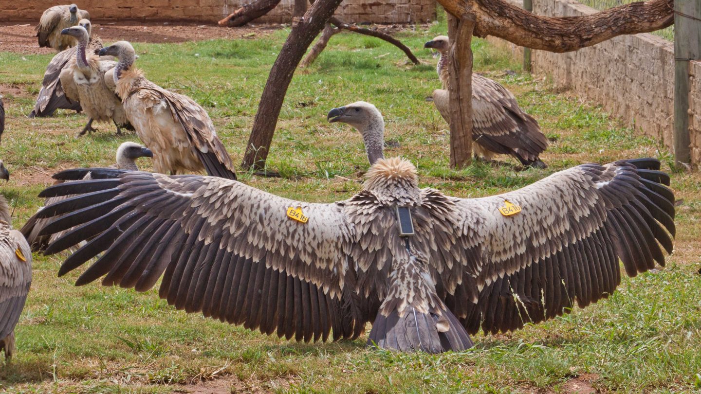 VulPro, South Africa Vulture fitted with tracking device.