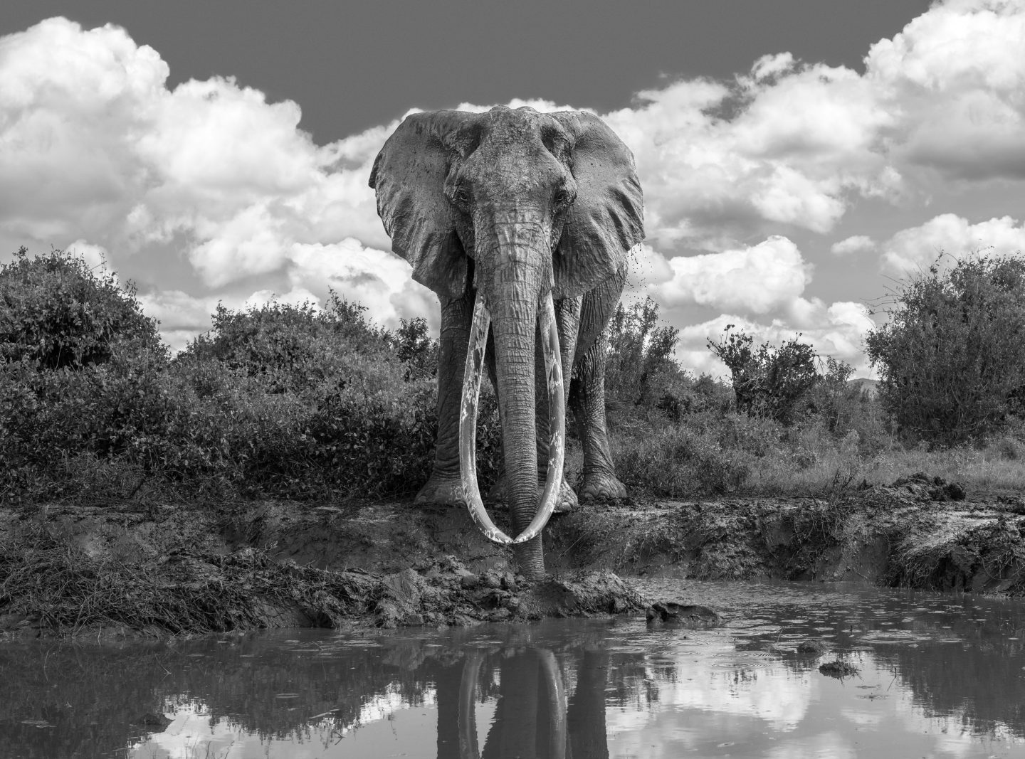 Elephant Dida taken by James Lewin with Tsavo Trust