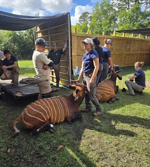 Mountain Bongo Translocation 2025
